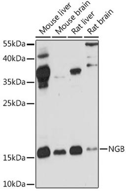 Western blot - NGB antibody (A6477)