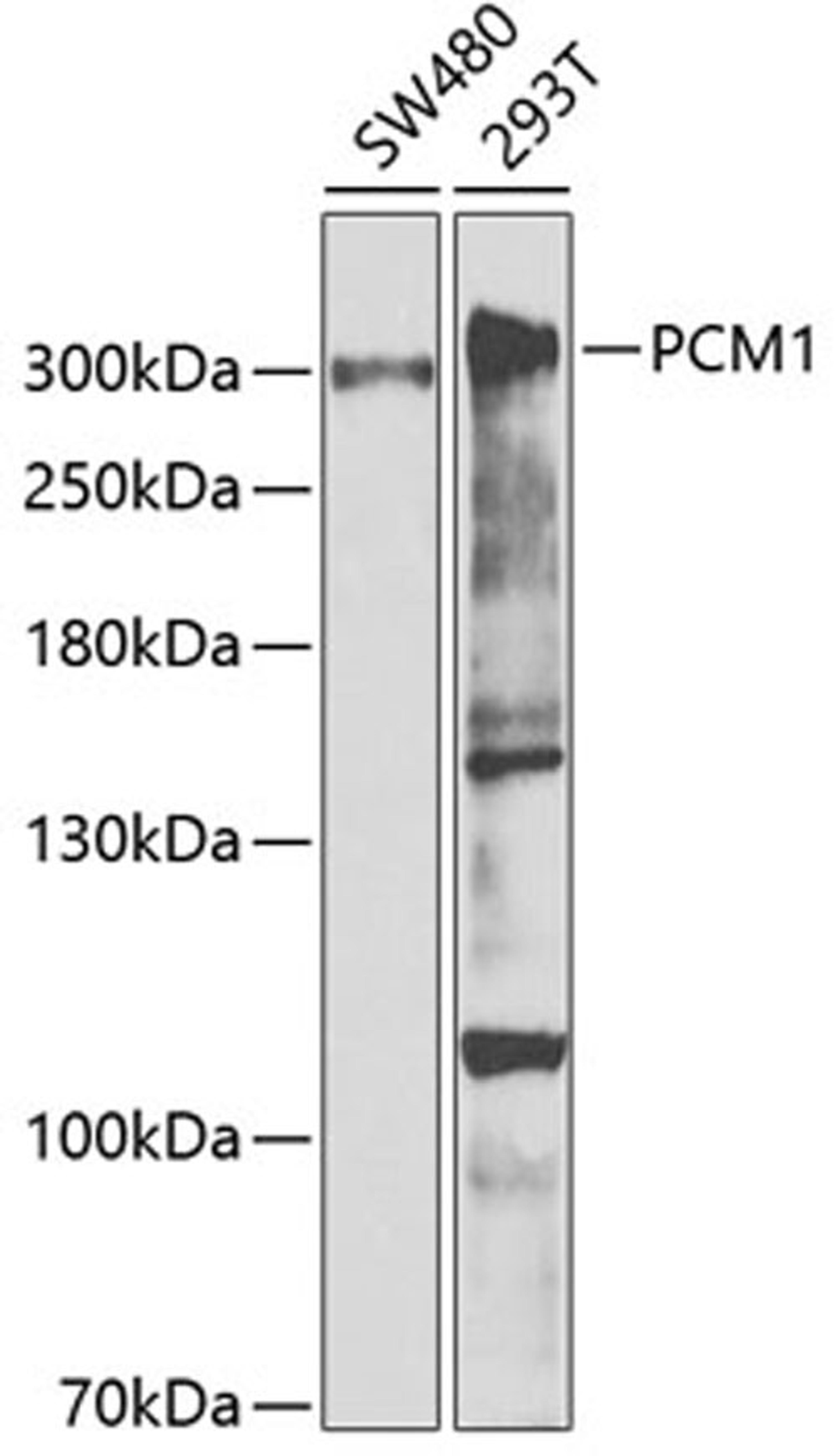 Western blot - PCM1 antibody (A5696)