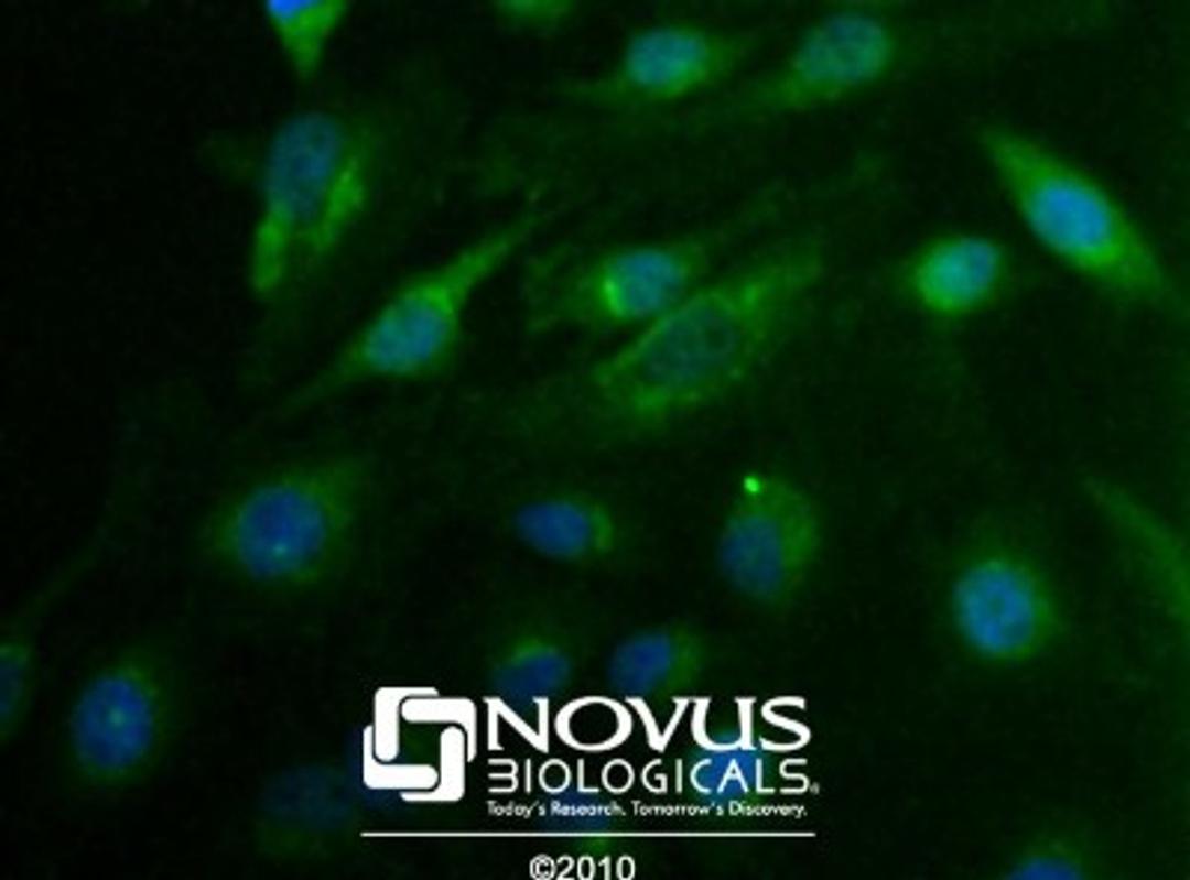 Immunocytochemistry/Immunofluorescence: Cdx1 Antibody [NBP1-49538] - HeLa cells using NBP1-49538. Nuclei (Blue) are counterstained using Hoechst 33258.