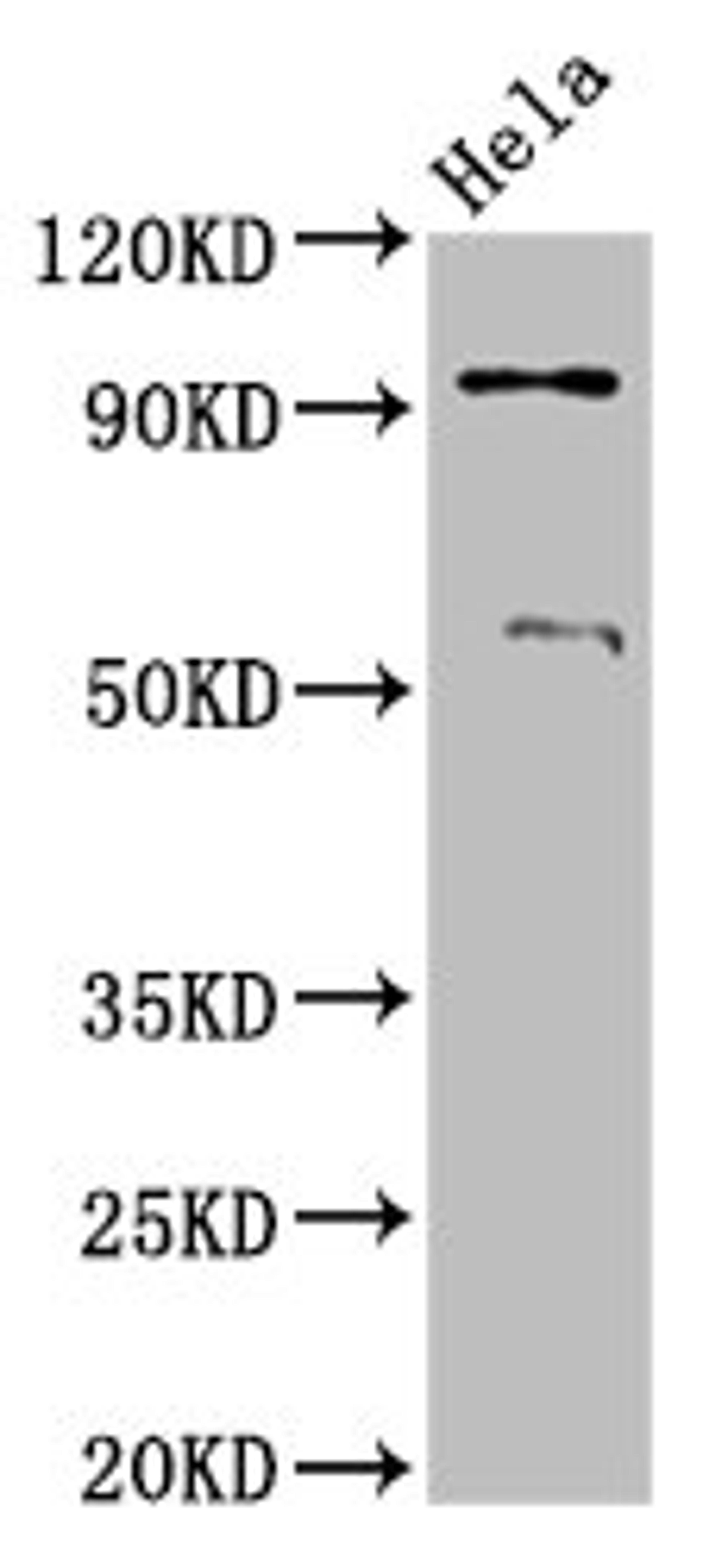 Western Blot. Positive WB detected in: Hela whole cell lysate. All lanes: ADAM23 antibody at 3.2µg/ml. Secondary. Goat polyclonal to rabbit IgG at 1/50000 dilution. Predicted band size: 92, 93 kDa. Observed band size: 92 kDa