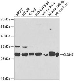 Western blot - CLDN7 antibody (A2035)