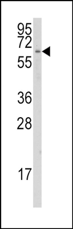 Western blot analysis of anti-CYP1A1 Antibody in K562 cell line lysates (35ug/lane).