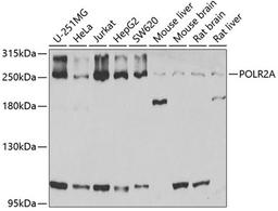 Western blot - POLR2A antibody (A2107)