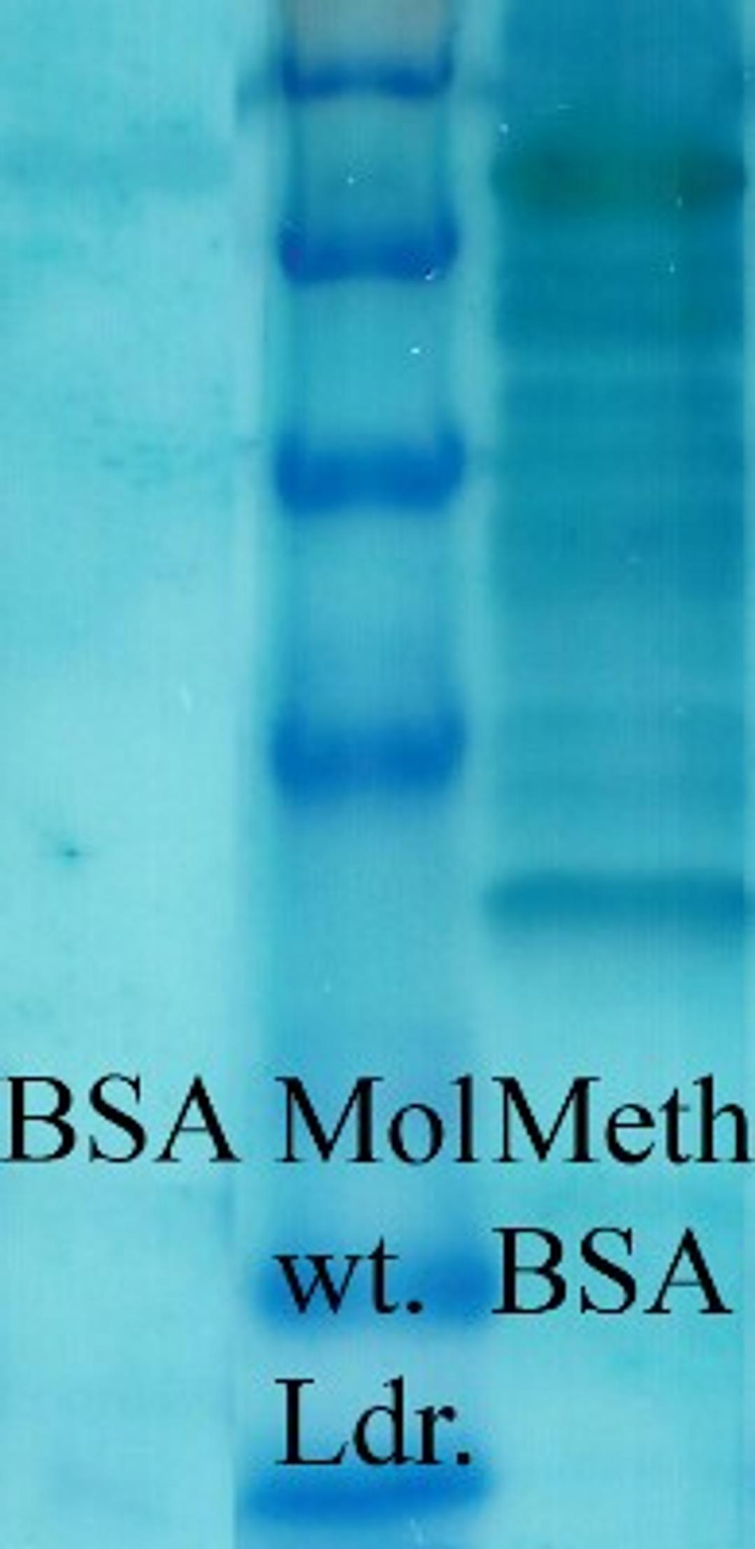 Western Blot: Methylated Lysine Antibody [NB600-824] - analysis of Methylated Lysine in BSA (Left) and Methylated BSA (Right), using a 1:1000 dilution of this antibody