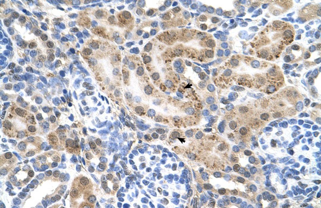 Antibody used in IHC on Human kidney.