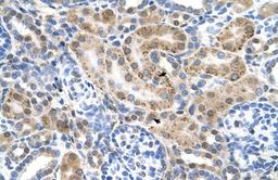 Antibody used in IHC on Human kidney.