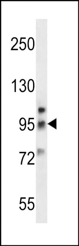 Western blot analysis in K562 cell line lysates (35ug/lane).