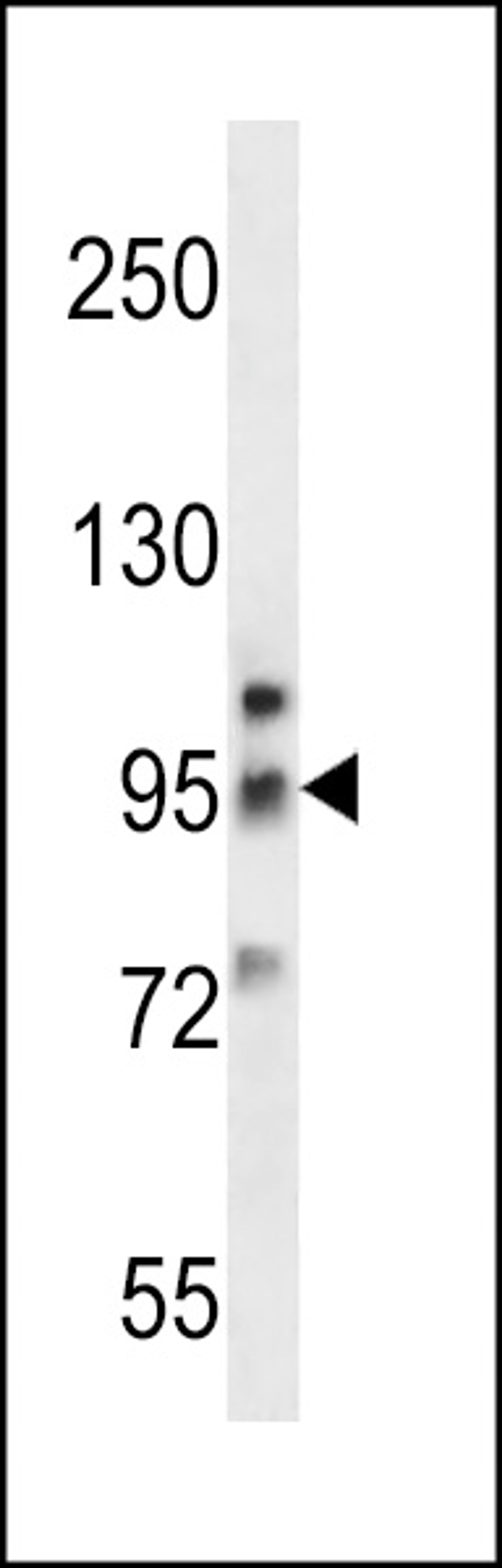 Western blot analysis in K562 cell line lysates (35ug/lane).