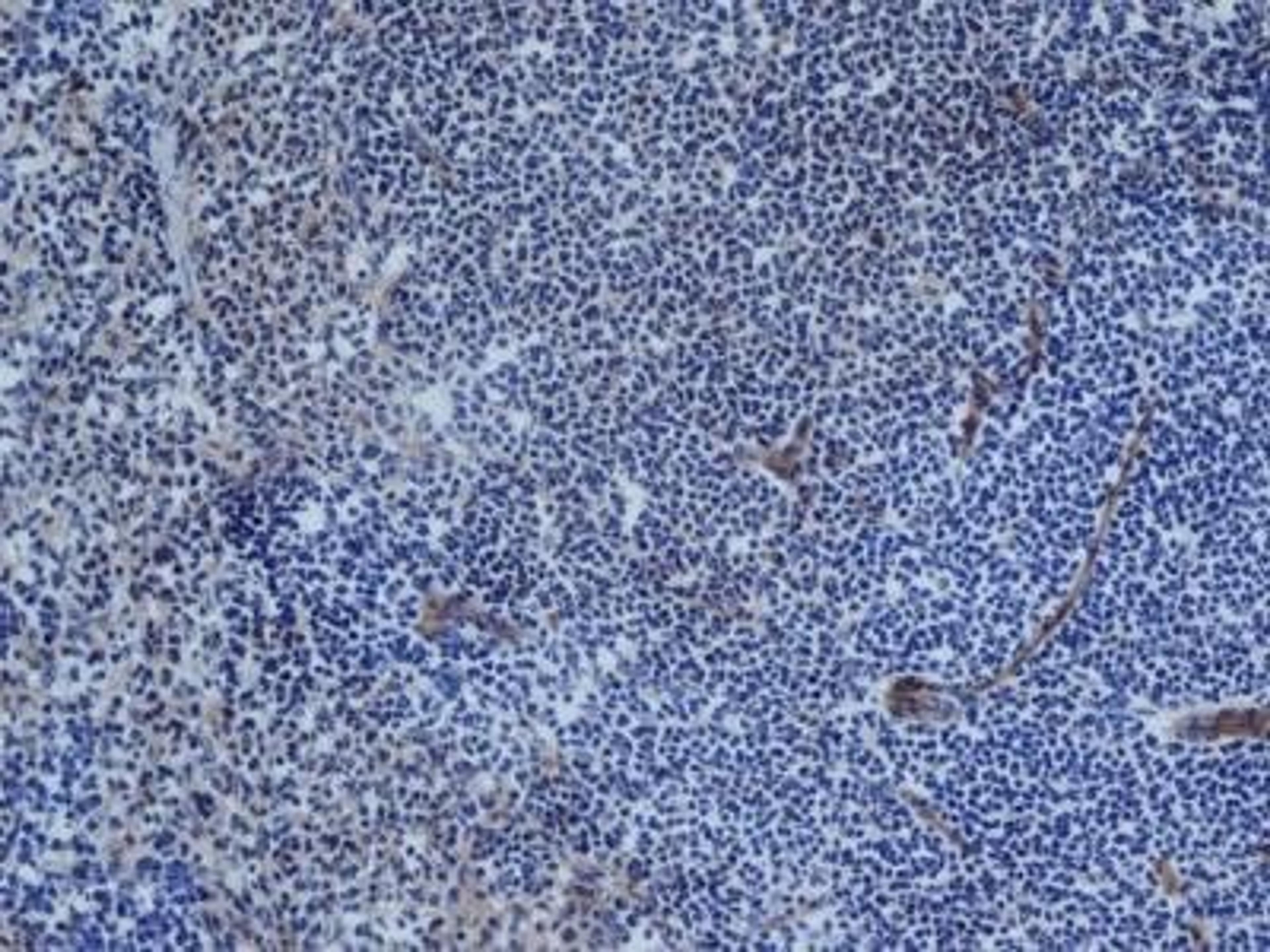 Flow Cytometry: CD31/PECAM-1 Antibody (TLD-3A12) [NB100-64796] - Analysis using the FITC conjugate of NB100-64796. Staining of rat spleen cryosection.