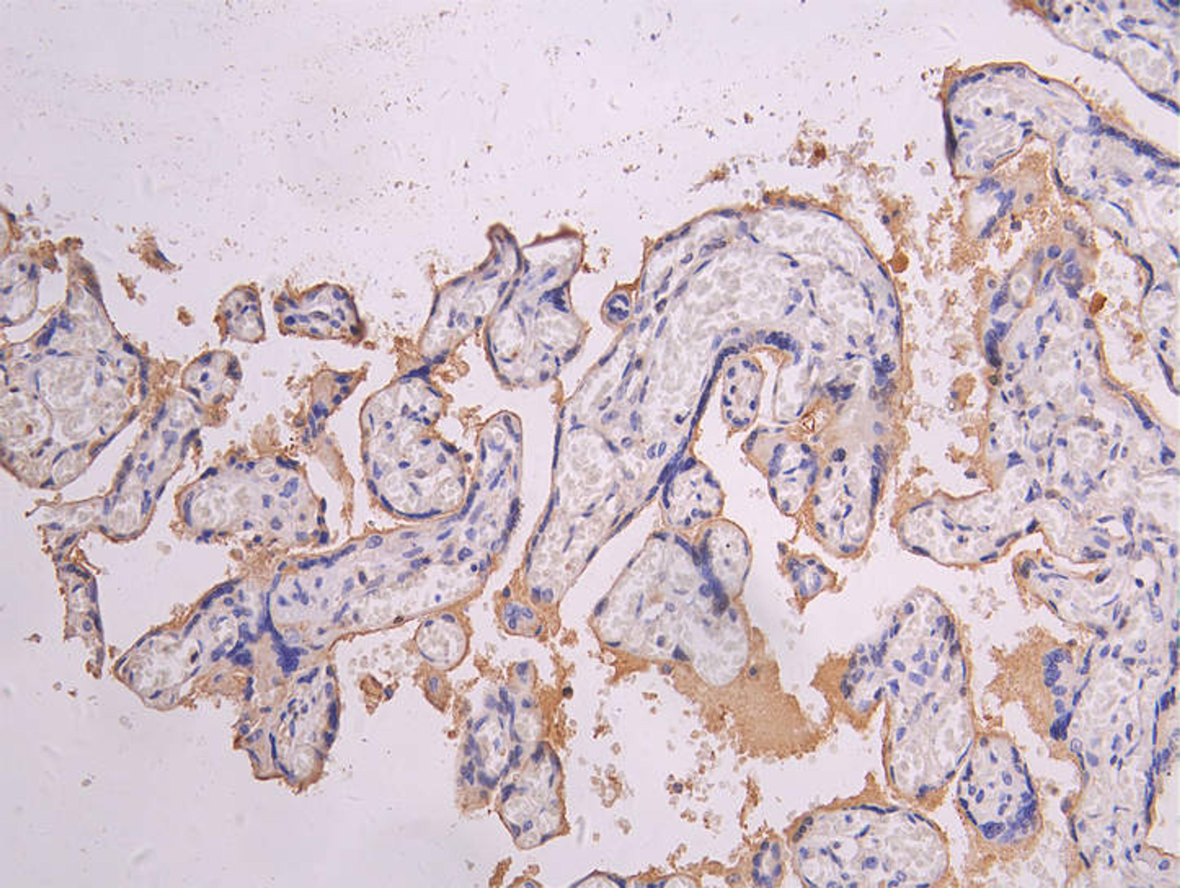 IHC image of CSB-RA835695MA1HU diluted at 1:200 and staining in paraffin-embedded human placenta tissue performed on a Leica BondTM system. After dewaxing and hydration, antigen retrieval was mediated by high pressure in a citrate buffer (pH 6.0). Section was blocked with 10% normal goat serum 30min at RT. Then primary antibody (1% BSA) was incubated at 4°C overnight. The primary is detected by a Goat anti-human polymer IgG labeled by HRP and visualized using 0.05% DAB.