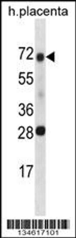 Western blot analysis in human placenta tissue lysates (35ug/lane).