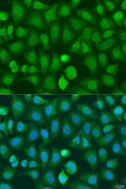 Immunofluorescence - CHD1 antibody (A15038)