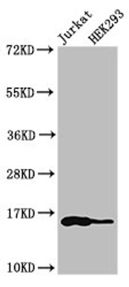 Western Blot. Positive WB detected in: Jurkat cell acid extracts, HEK293 cell acid extracts. All lanes: HIST1H3A antibody at 1µg/ml. Secondary. Goat polyclonal to rabbit IgG at 1/50000 dilution. Predicted band size: 16 kDa. Observed band size: 16 kDa
