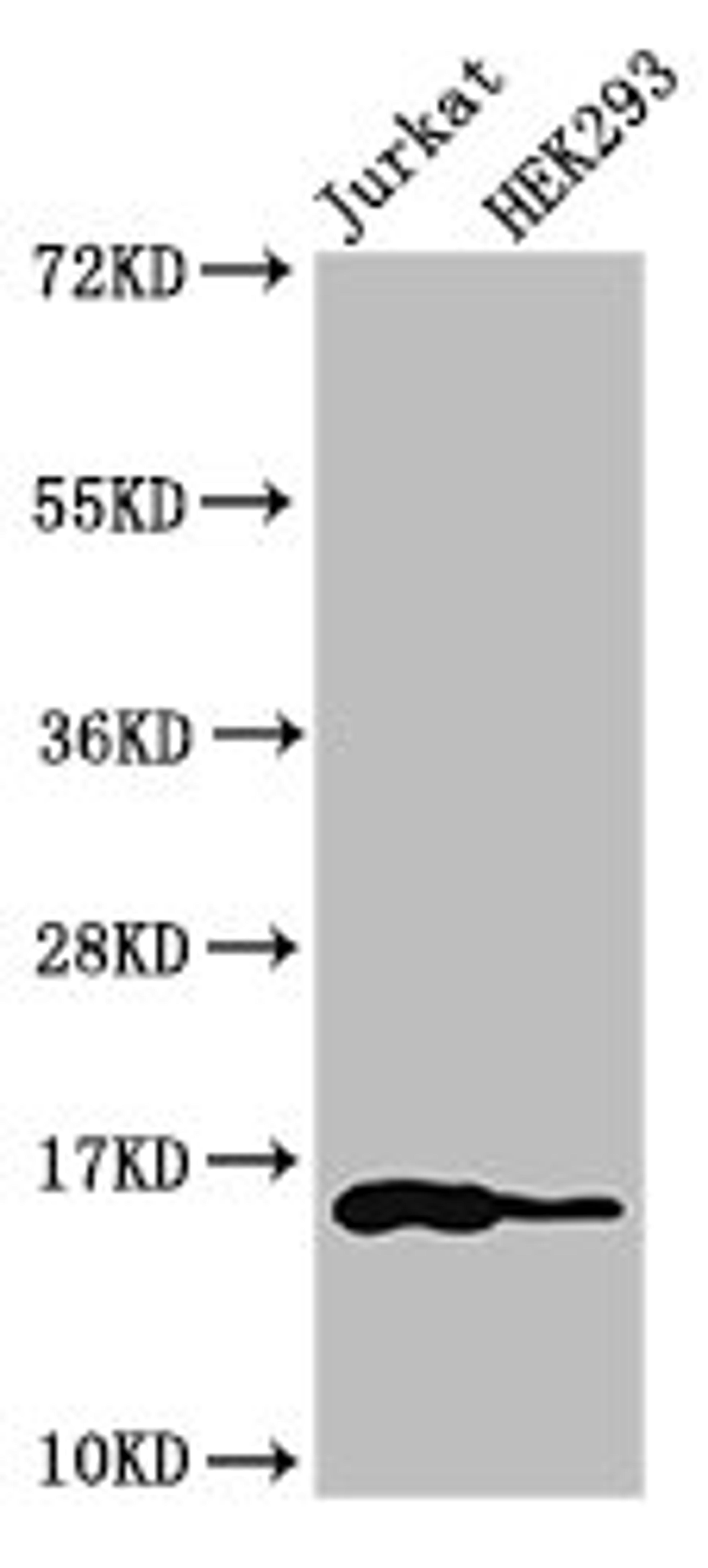 Western Blot. Positive WB detected in: Jurkat cell acid extracts, HEK293 cell acid extracts. All lanes: HIST1H3A antibody at 1µg/ml. Secondary. Goat polyclonal to rabbit IgG at 1/50000 dilution. Predicted band size: 16 kDa. Observed band size: 16 kDa