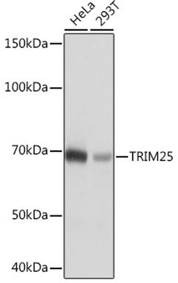 Western blot - TRIM25 Rabbit mAb (A4347)