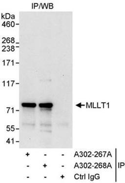 Detection of human MLLT1 by western blot of immunoprecipitates.