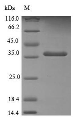 (Tris-Glycine gel) Discontinuous SDS-PAGE (reduced) with 5% enrichment gel and 15% separation gel.