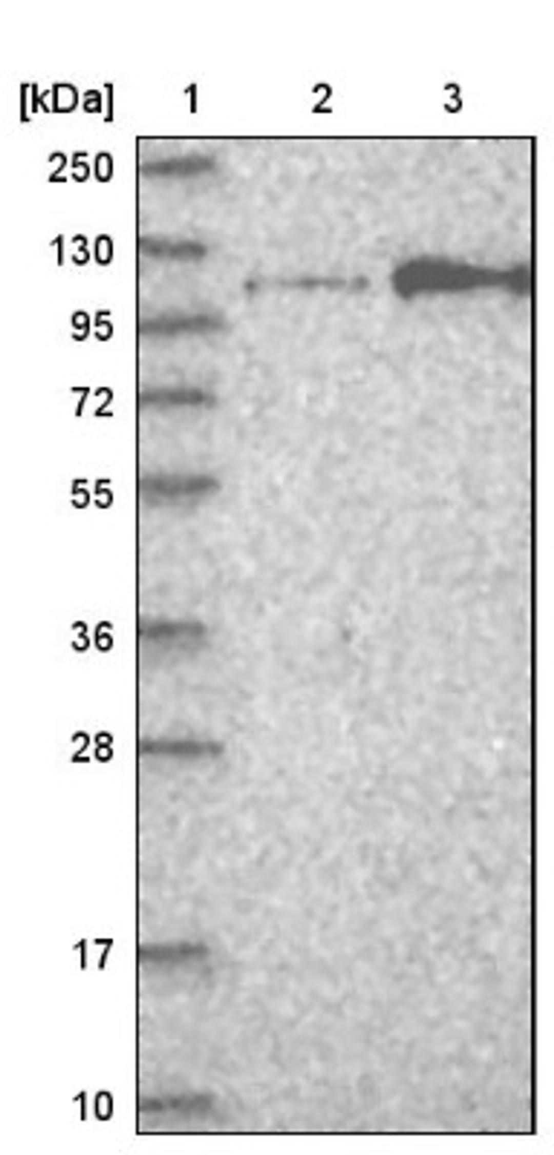 Western Blot: FGFR4 Antibody [NBP1-84587] - Lane 1: Marker [kDa] 250, 130, 95, 72, 55, 36, 28, 17, 10<br/>Lane 2: Negative control (vector only transfected HEK293T lysate)<br/>Lane 3: Over-expression lysate (Co-expressed with a C-terminal myc-DDK tag (~3.1 kDa) in mammalian HEK293T cells, LY400735)