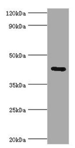 Western blot. All lanes: Gap junction gamma-1 protein antibody at 6ug/ml + 293T whole cell lysate. Secondary. Goat polyclonal to rabbit IgG at 1/10000 dilution. Predicted band size: 45 kDa. Observed band size: 45 kDa. 