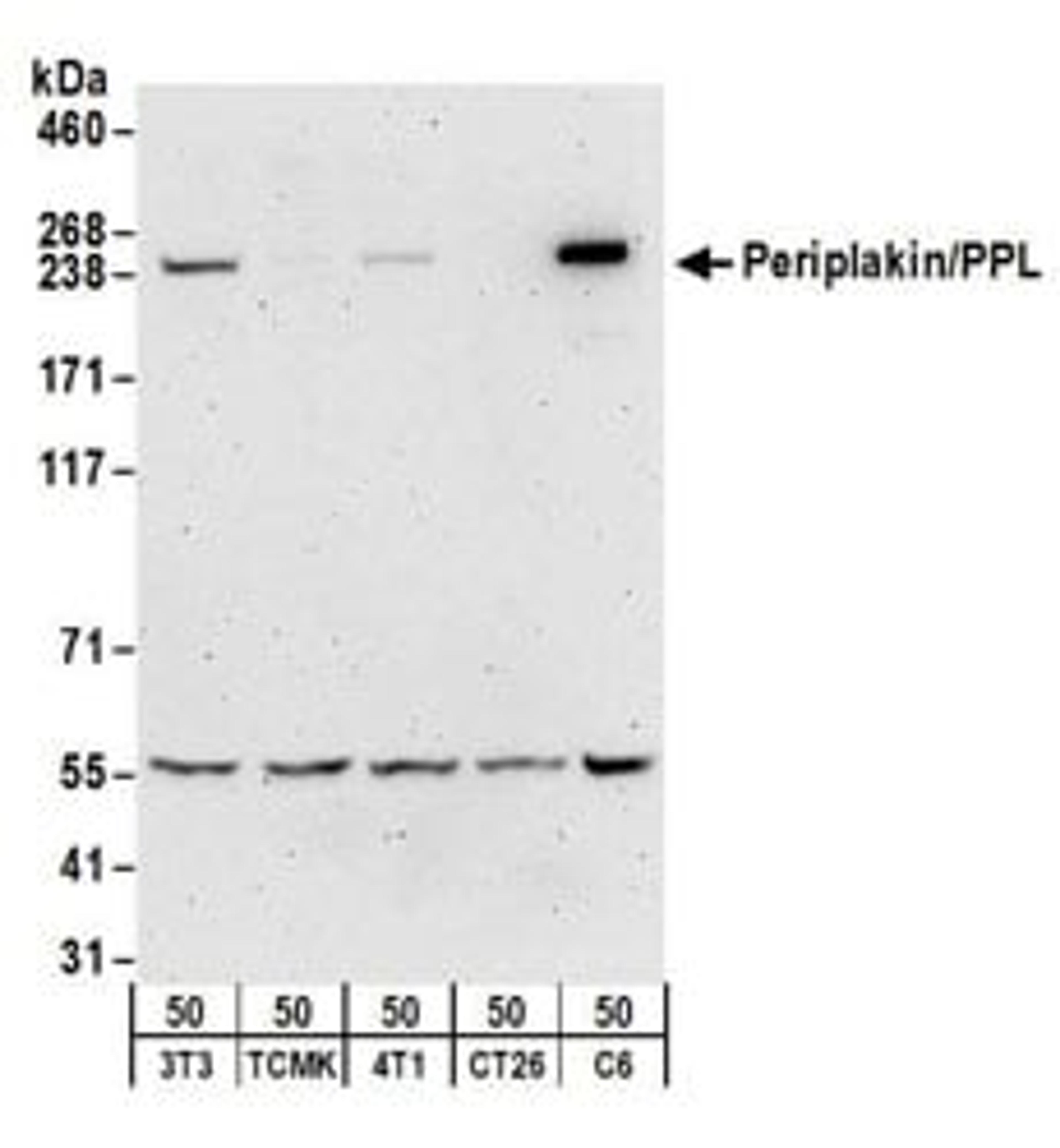 Detection of mouse and rat Periplakin/PPL by western blot.