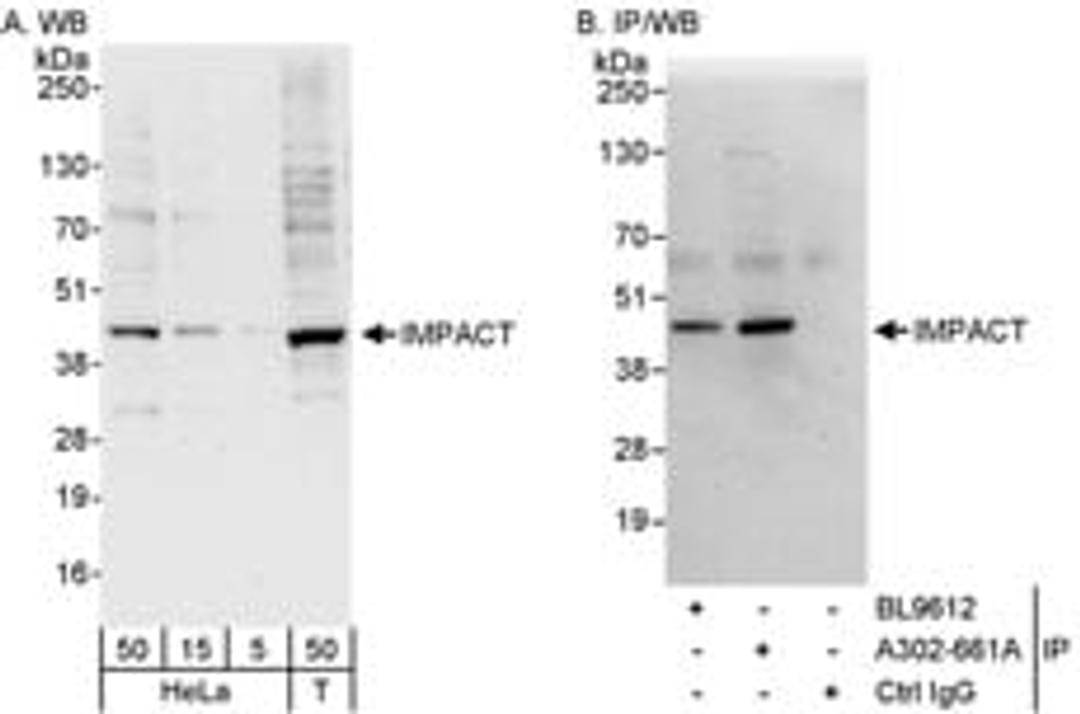 Detection of human IMPACT by western blot and immunoprecipitation.