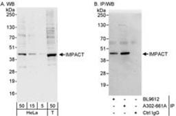 Detection of human IMPACT by western blot and immunoprecipitation.