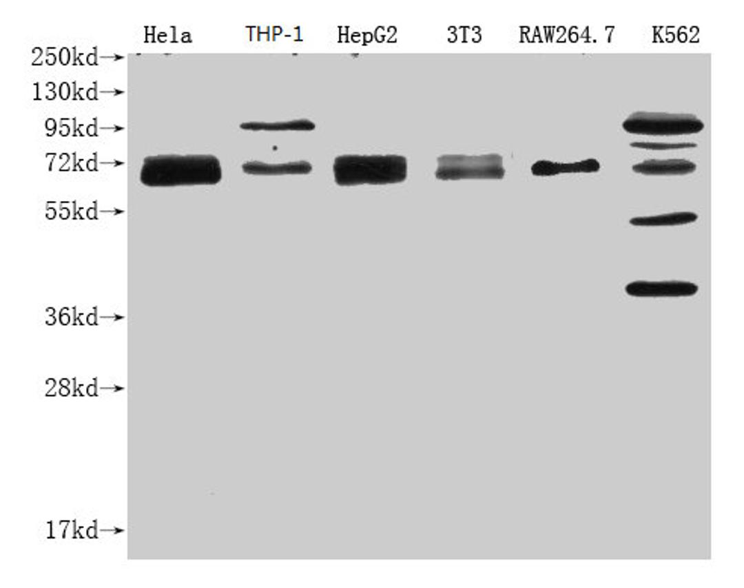 Western Blot.  Positive WB detected in: NFE2L2 antibody at 1:1000.  Lane 1: Hela whole cell lysate.  Lane 2: THP-1 whole cell lysate.  Lane 3: HepG2 whole cell lysate.  Lane 4: NIH/3T3 whole cell lysate.  Lane 5: RAW264.7 whole cell lysate.  Lane 6: K562 whole cell lysate. Secondary.  Goat polyclonal to Mouse IgG at 1/20000 dilution.  Predicted band size: 68 KDa.  Observed band size: 68-100 KDa.  Exposure time: 1min