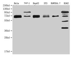 Western Blot.  Positive WB detected in: NFE2L2 antibody at 1:1000.  Lane 1: Hela whole cell lysate.  Lane 2: THP-1 whole cell lysate.  Lane 3: HepG2 whole cell lysate.  Lane 4: NIH/3T3 whole cell lysate.  Lane 5: RAW264.7 whole cell lysate.  Lane 6: K562 whole cell lysate. Secondary.  Goat polyclonal to Mouse IgG at 1/20000 dilution.  Predicted band size: 68 KDa.  Observed band size: 68-100 KDa.  Exposure time: 1min