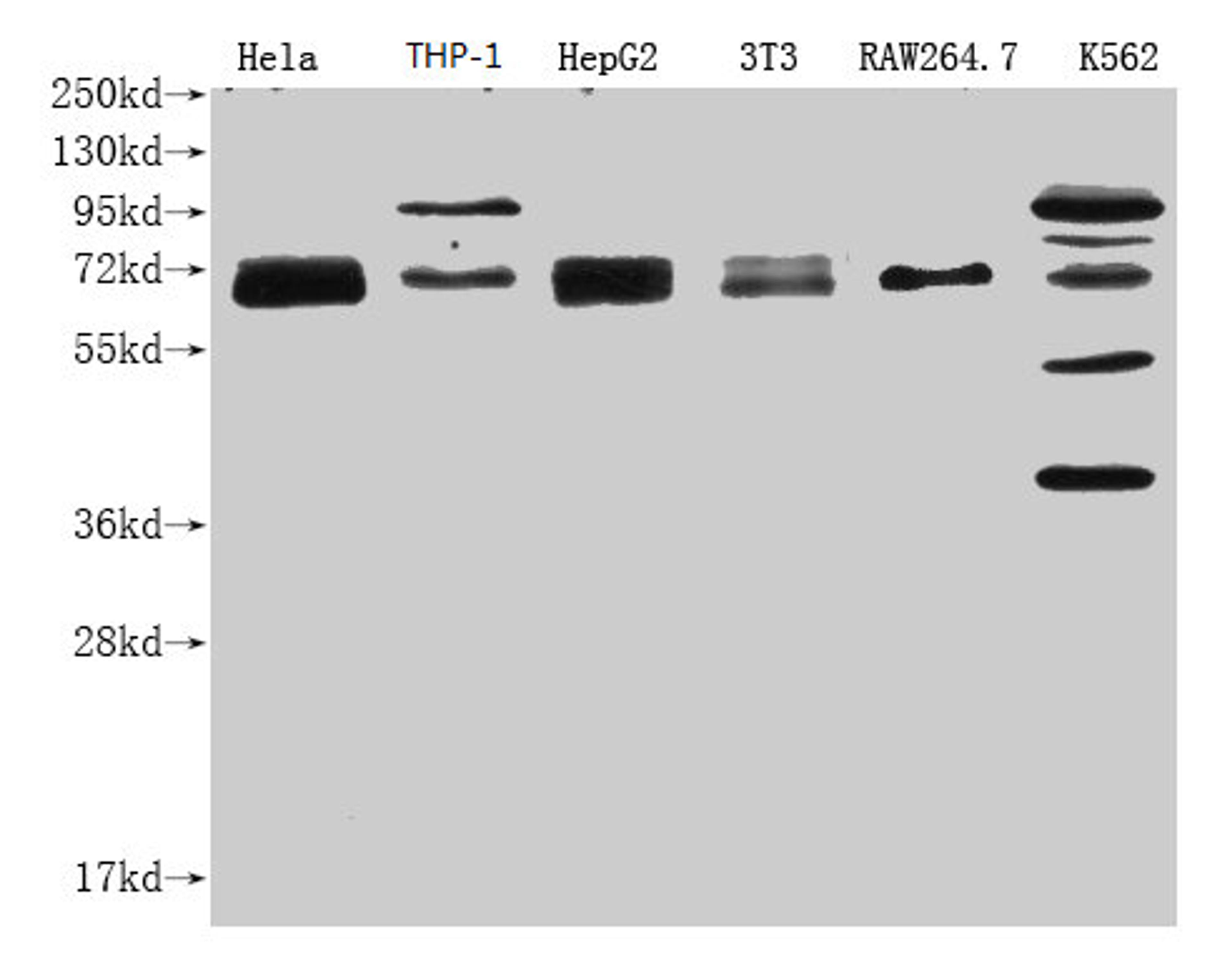 Western Blot.  Positive WB detected in: NFE2L2 antibody at 1:1000.  Lane 1: Hela whole cell lysate.  Lane 2: THP-1 whole cell lysate.  Lane 3: HepG2 whole cell lysate.  Lane 4: NIH/3T3 whole cell lysate.  Lane 5: RAW264.7 whole cell lysate.  Lane 6: K562 whole cell lysate. Secondary.  Goat polyclonal to Mouse IgG at 1/20000 dilution.  Predicted band size: 68 KDa.  Observed band size: 68-100 KDa.  Exposure time: 1min