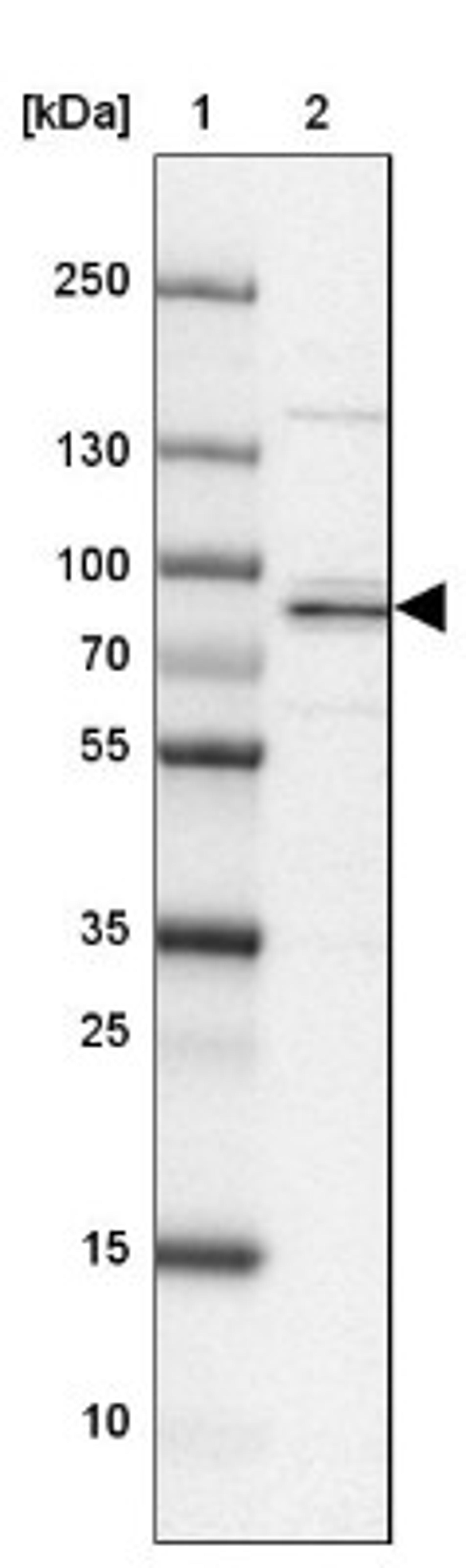 Western Blot: ATHL1 Antibody [NBP1-93941] - Lane 1: Marker [kDa] 250, 130, 100, 70, 55, 35, 25, 15, 10<br/>Lane 2: MOLT-4