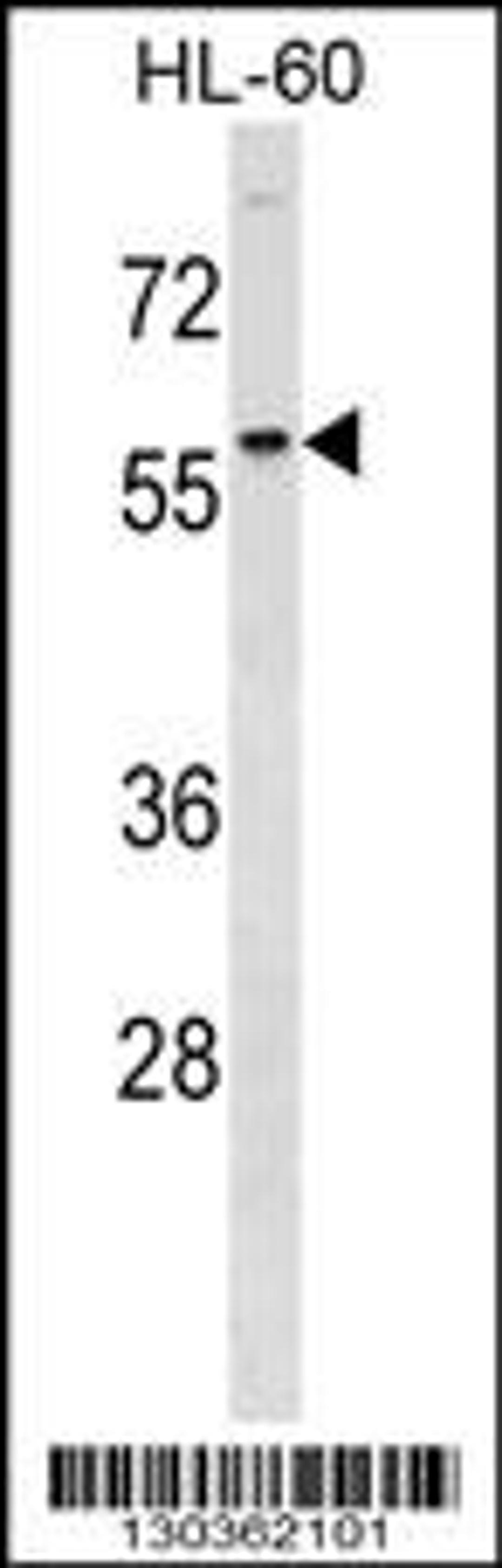 Western blot analysis in HL-60 cell line lysates (35ug/lane).