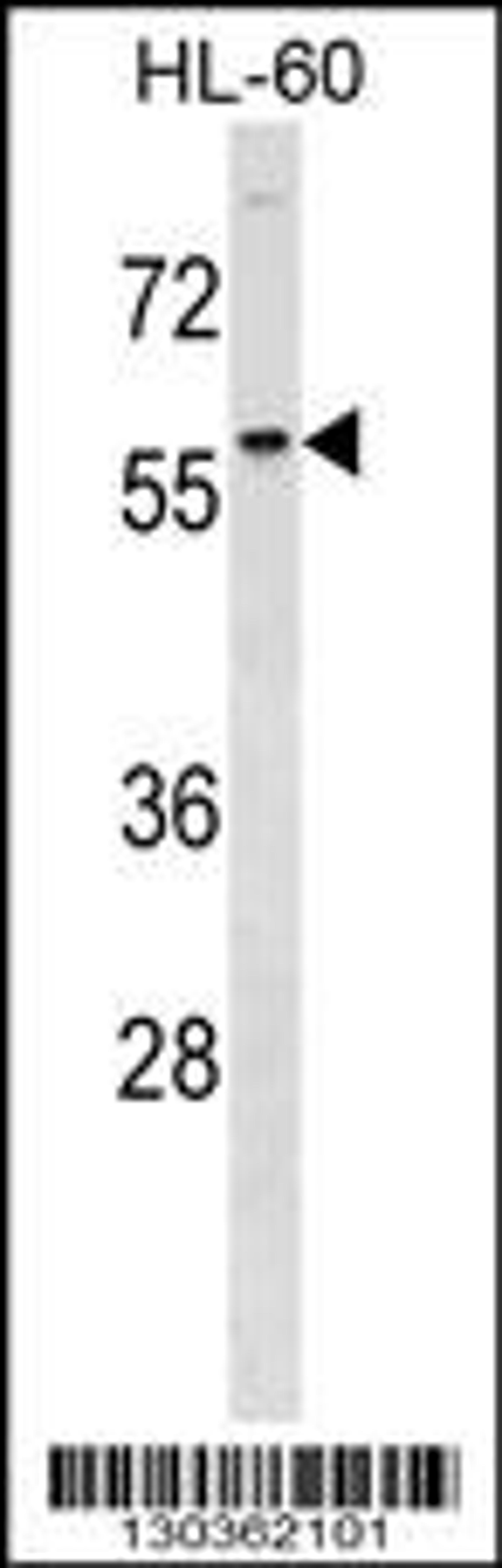 Western blot analysis in HL-60 cell line lysates (35ug/lane).