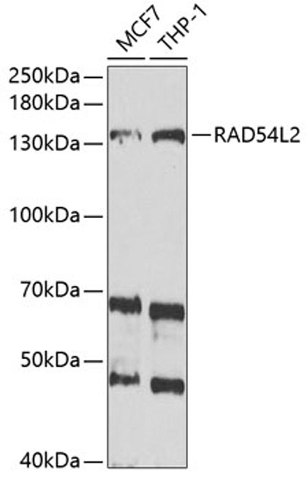 Western blot - RAD54L2 antibody (A6144)