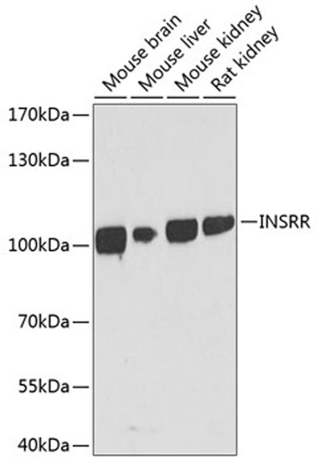 Western blot - INSRR antibody (A10083)