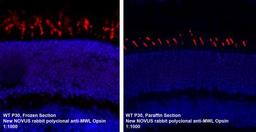 Immunohistochemistry-Paraffin: Opsin 1 (Medium Wave) Antibody [NB110-74730] - IF analysis of Opsin 1 in paraffin embedded and frozen mouse retina tissues. Image courtesy of product review submitted by Linda Vuong.