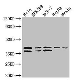Western Blot. Positive WB detected in: Hela whole cell lysate, HEK293 whole cell lysate, MCF-7 whole cell lysate, HepG2 whole cell lysate, Mouse brain tissue. All lanes: BUB3 antibody at 3.4ug/ml. Secondary. Goat polyclonal to rabbit IgG at 1/50000 dilution. Predicted band size: 38, 37 kDa. Observed band size: 38, 37 kDa. 