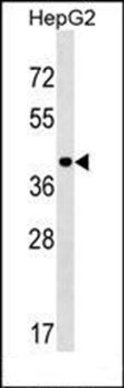 Western blot analysis of HepG2 cell line lysates (35ug/lane) using PPIL5 antibody (Center)