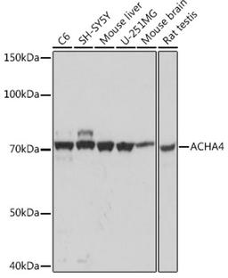 Western blot - ACHA4 Rabbit mAb (A0350)