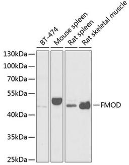 Western blot - FMOD antibody (A6375)