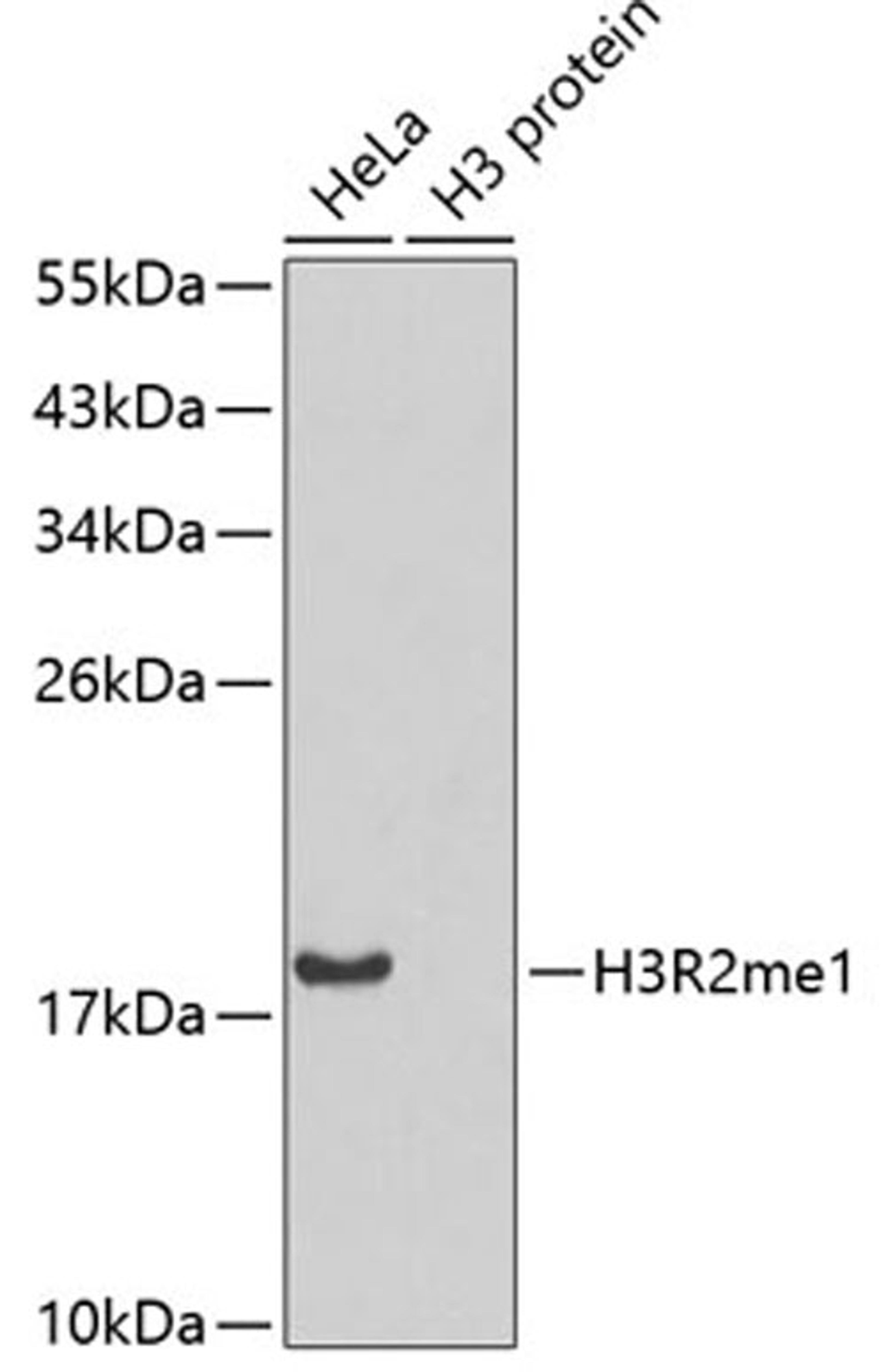 Western blot - H3R2me1 antibody (A3154)