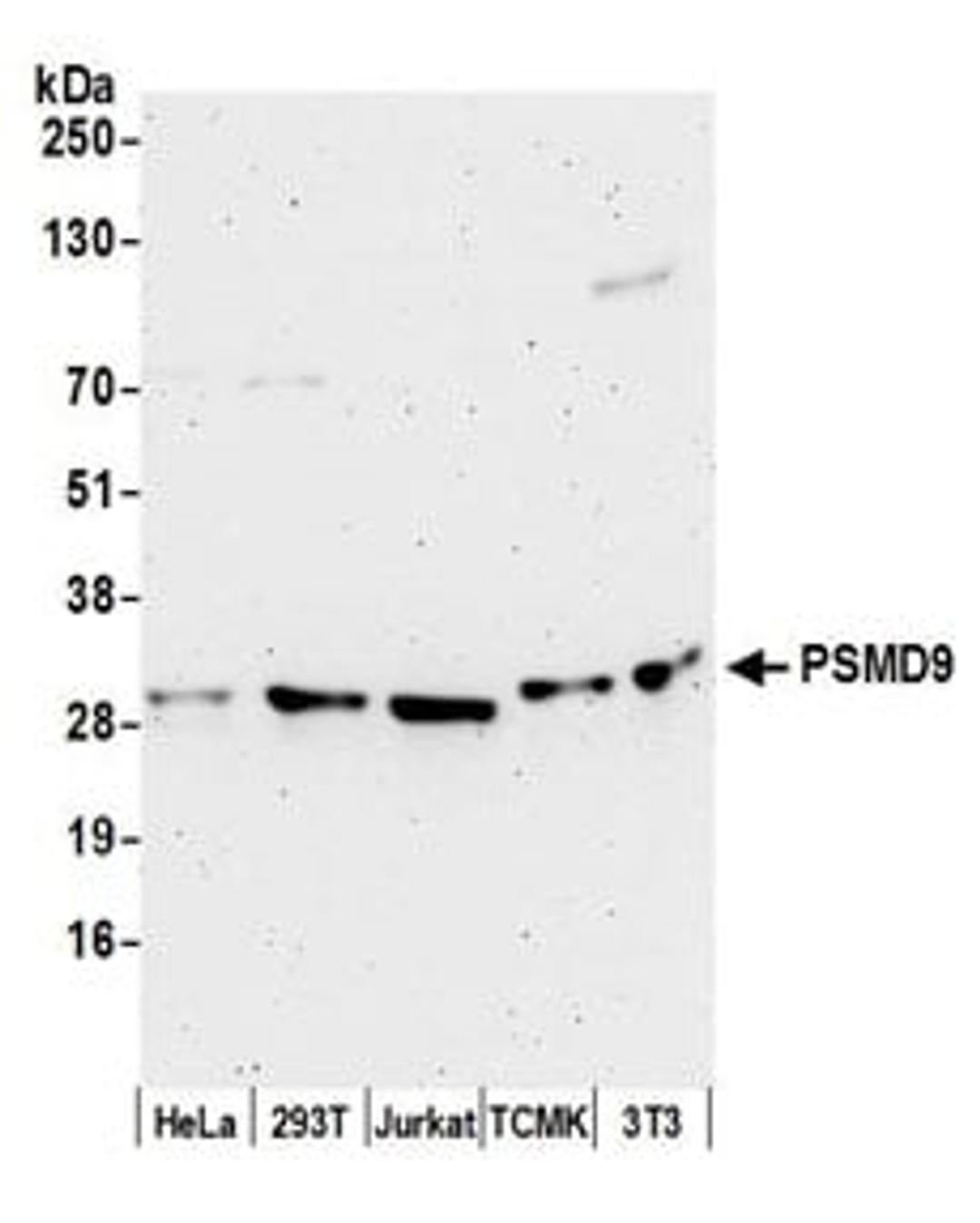 Detection of human and mouse PSMD9 by western blot.