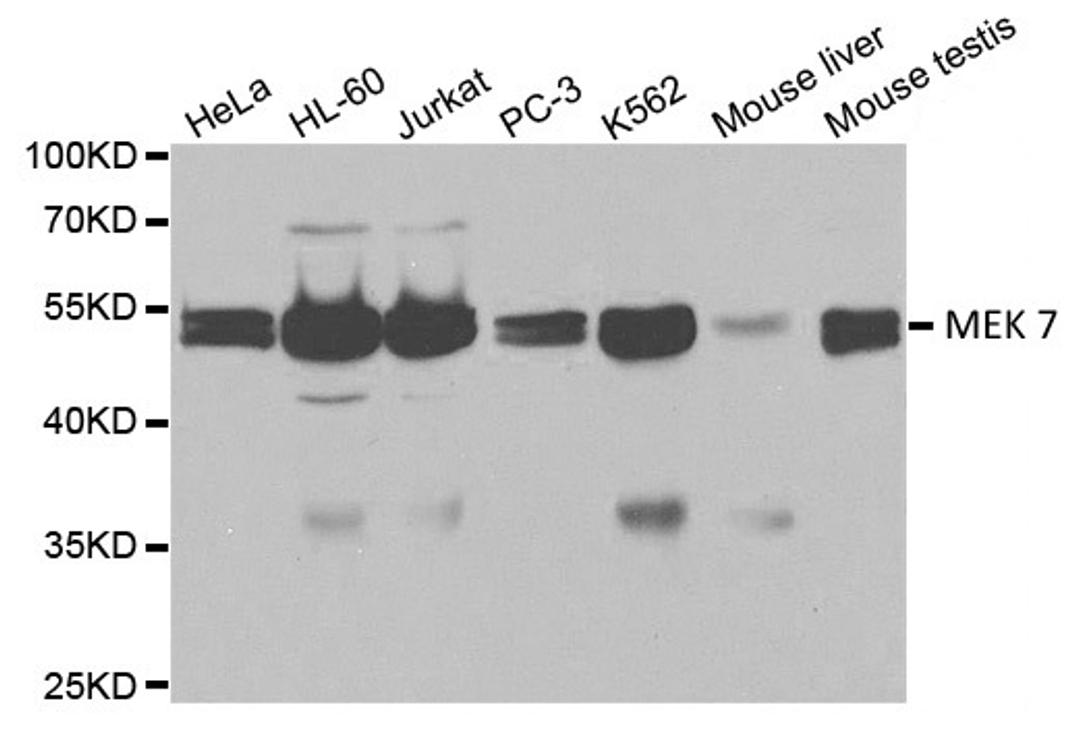 Western blot analysis of cell and tissue lysates using Rabbit anti MEK 7 antibody