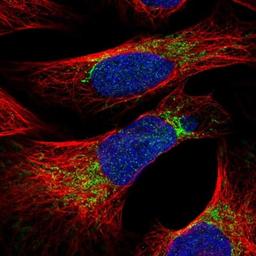 Immunofluorescence: MRPS26 Antibody [NBP1-92141] - Immunofluorescent staining of human cell line U-2 OS shows positivity in mitochondria.