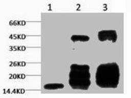 Western blot analysis of 1) Hela, 2) Rat Testis tissue, 3) Raw264.7, diluted at 1:2000.