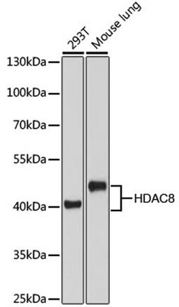 Western blot - HDAC8 Antibody (A5829)