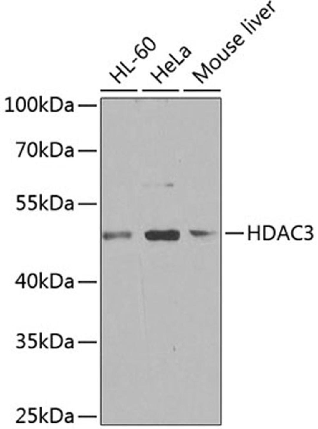 Western blot - HDAC3 antibody (A12542)