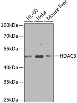 Western blot - HDAC3 antibody (A12542)