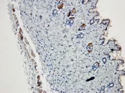 Immunohistochemical staining of mouse skin tissue using BDNF antibody (2.5 ug/ml)