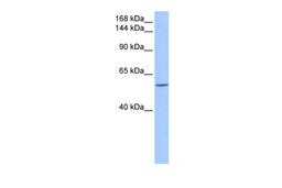 Antibody used in WB on Human 721_B at 0.2-1 ug/ml.