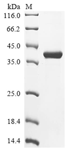 (Tris-Glycine gel) Discontinuous SDS-PAGE (reduced) with 5% enrichment gel and 15% separation gel.